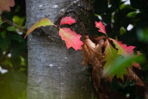 Focus liegt auf Details und Farben
