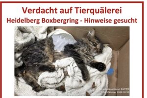 Mißhandelter Kater - Boxbergring 10
