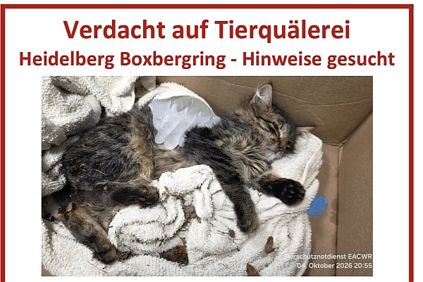 Mißhandelter Kater - Boxbergring 10